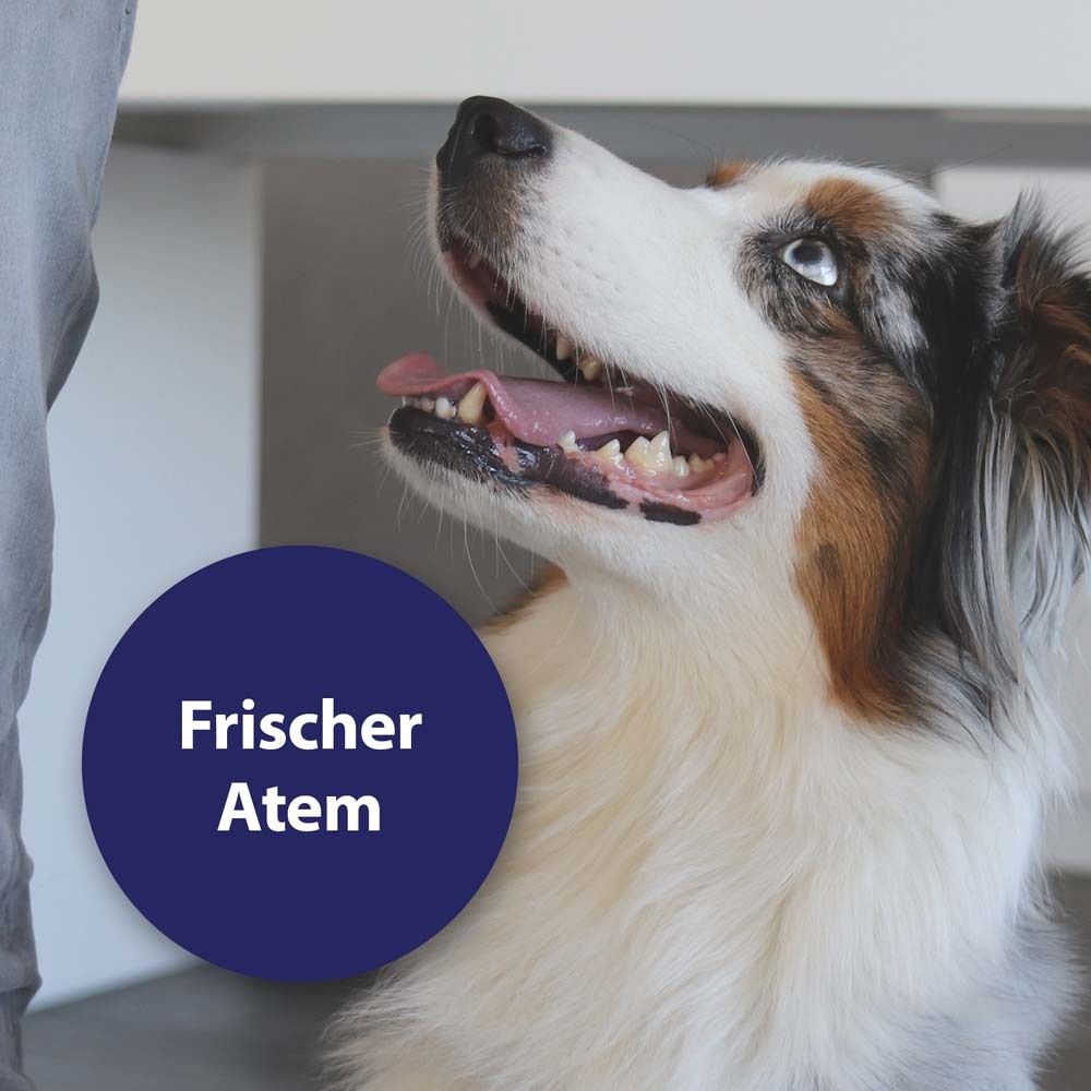 Canosept® Zahnpflege Finger-Pads für Hunde