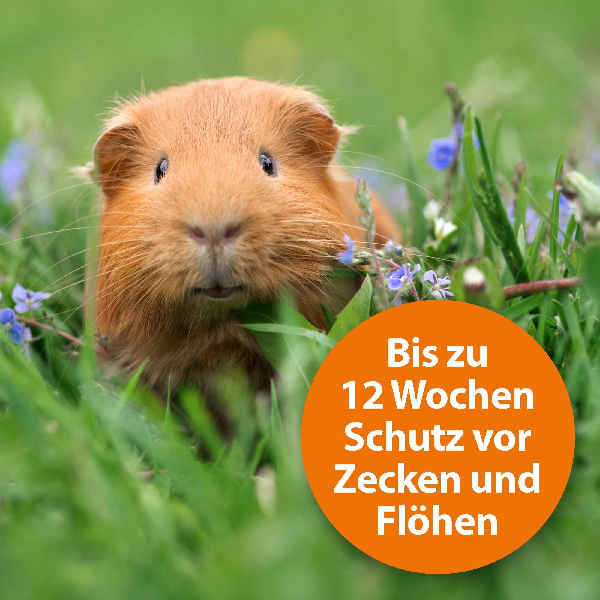 Ardap Spot-on für Kleintiere