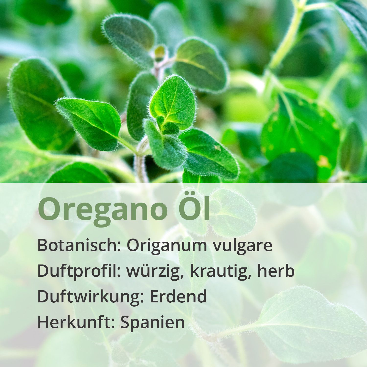 Casida® Oregano Öl