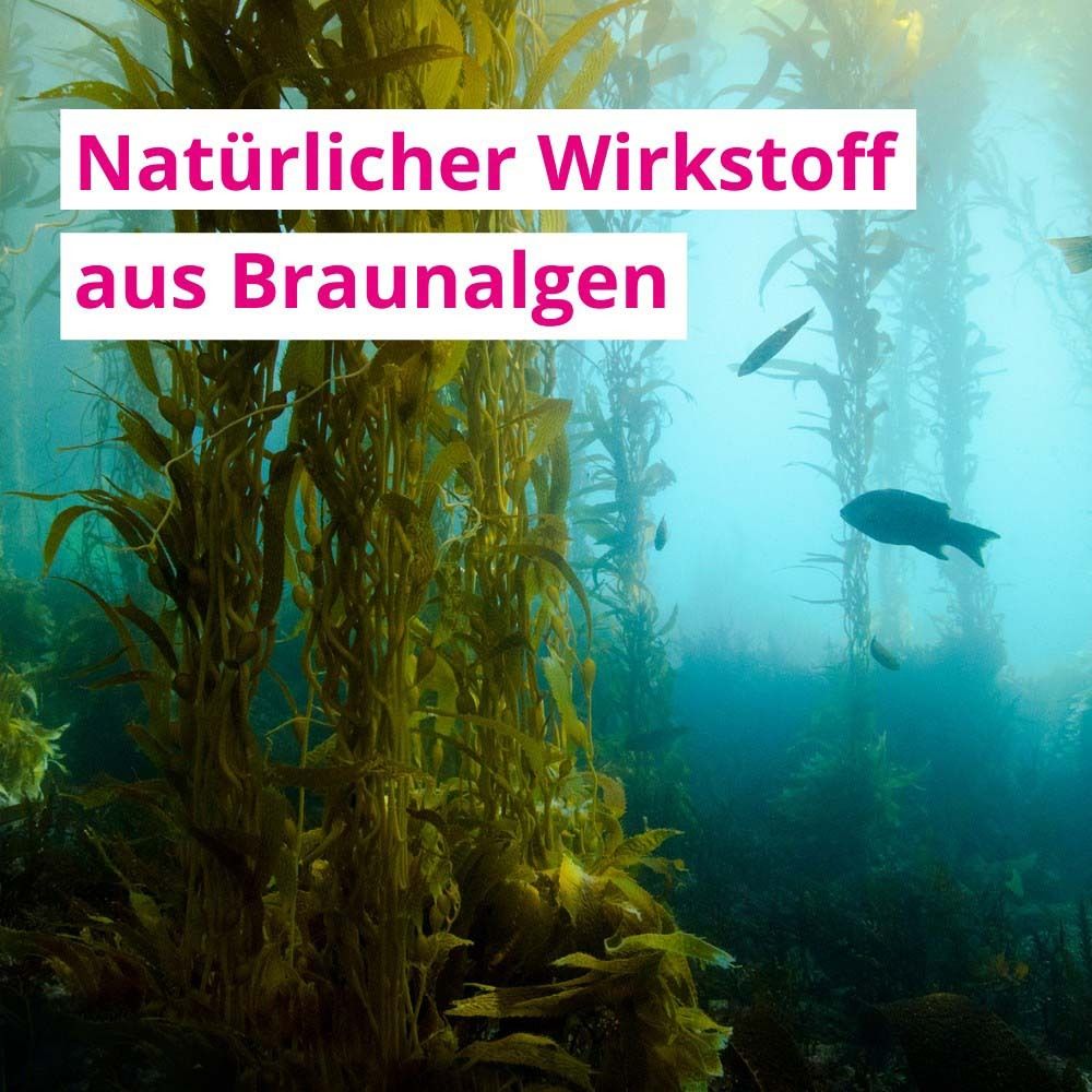 Unterwasseraufnahme von Seetang. Text: Natürlicher Wirkstoff aus Braunalgen.