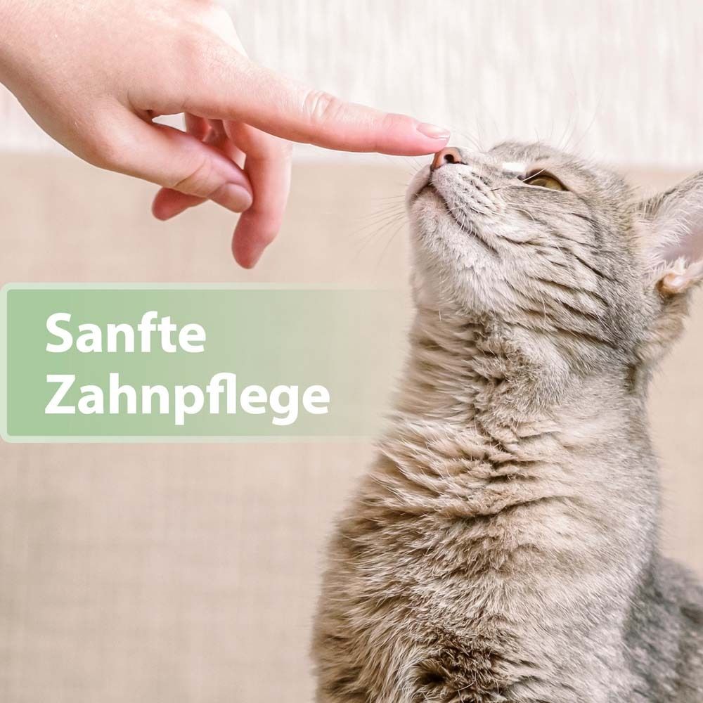 Katze wird am Kopf berührt. Text: Sanfte Zahnpflege.