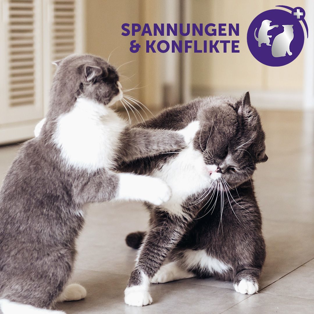 FELIWAY® Optimum 30 Tage Nachfüllflakon – für noch ausgeglichenere Katzen