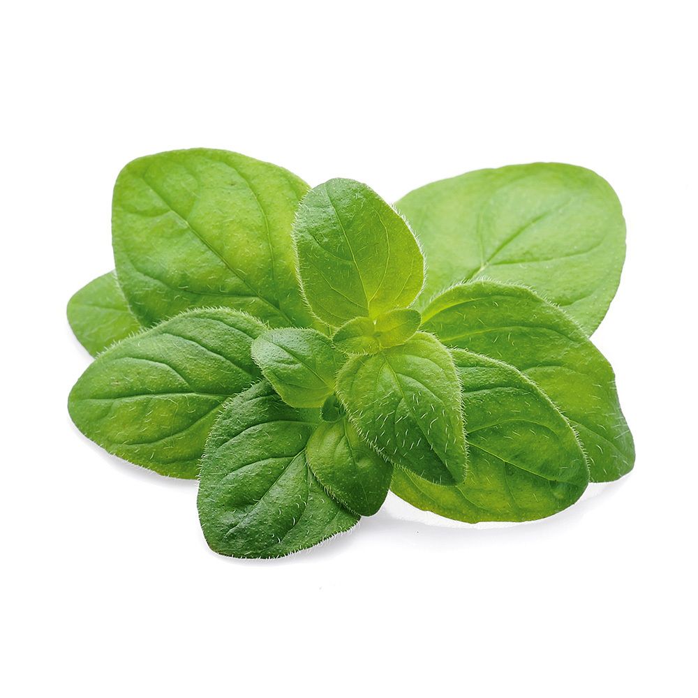 Grüne Oregano-Blätter auf weißem Hintergrund.