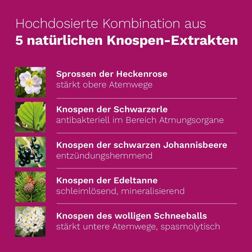 Fünf Bilder von Pflanzen. Text: Hochdosierte Kombination aus 5 natürlichen Knospen-Extrakten.