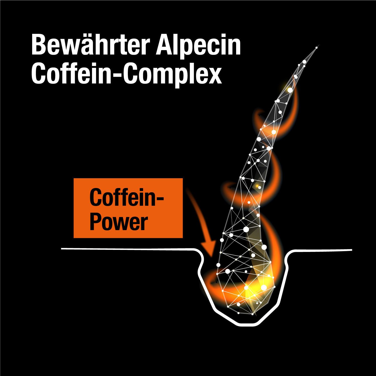 Grafik einer Haarwurzel mit gelbem Licht. Text: Coffein-Power.