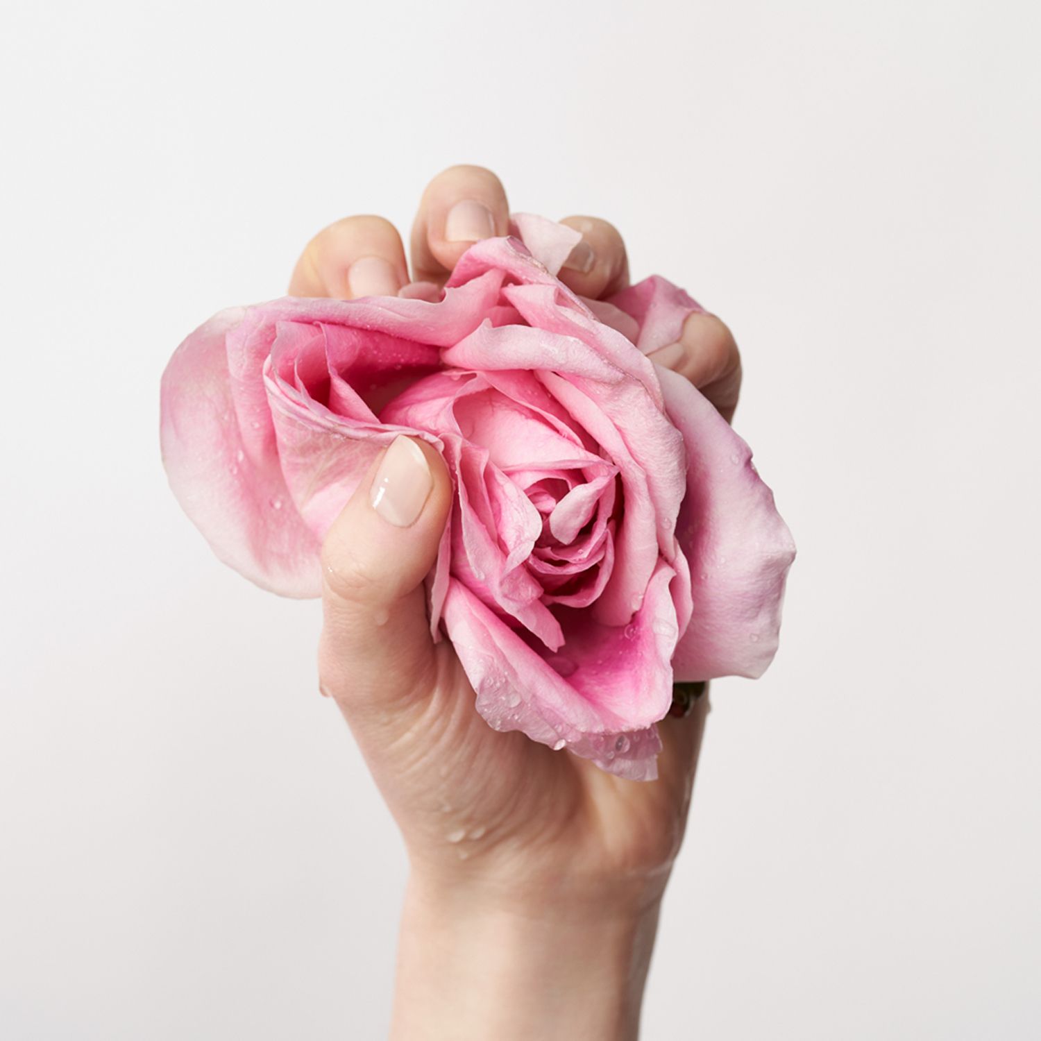Hand hält eine rosa Rose. Die Hand ist mit Wasser benetzt.