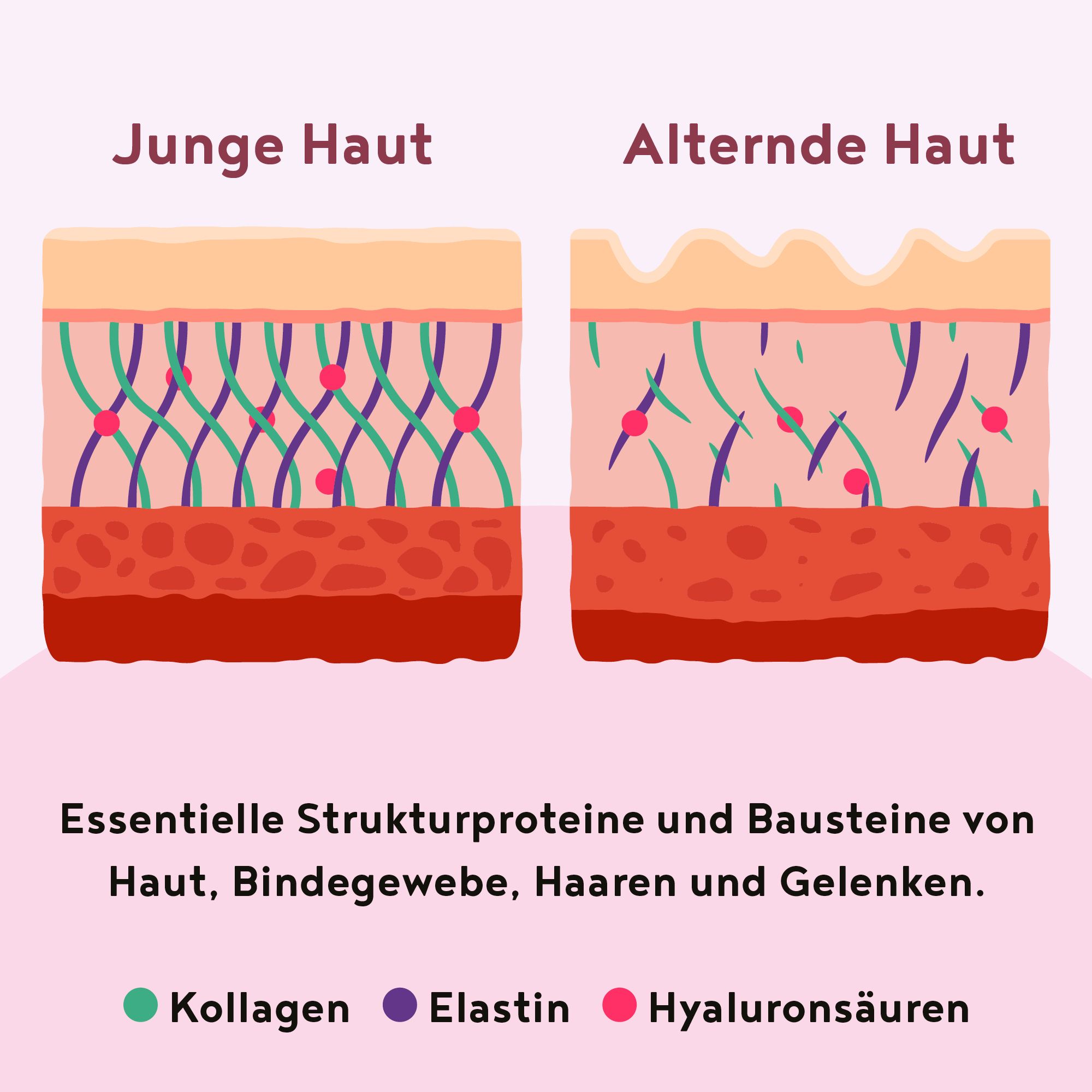 ALPHA FOODS Kollagen Elastin+ Hyaluronsäure Himbeere