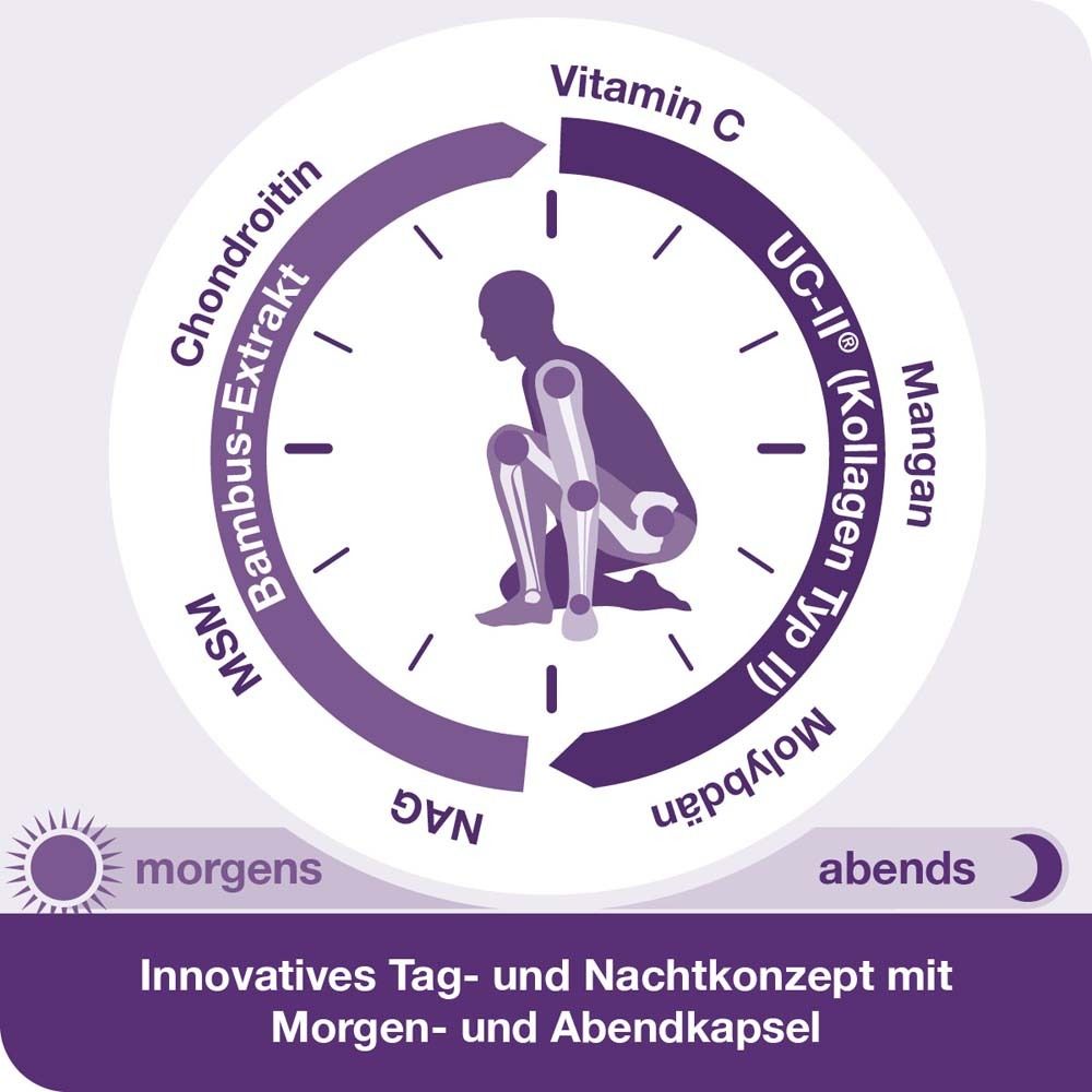 Illustration eines Gelenks. Zeigt Knorpel und Inhaltsstoffe wie UC-II®, N-Acetyl-Glucosamin, Chondroitin.