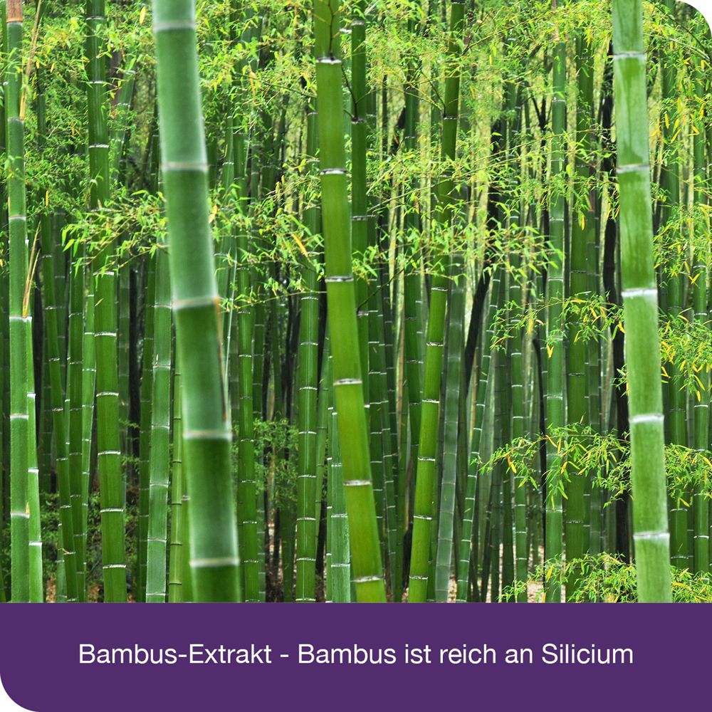 Bambuswald. Text: Bambus-Extrakt - Bambus ist reich an Silicium.