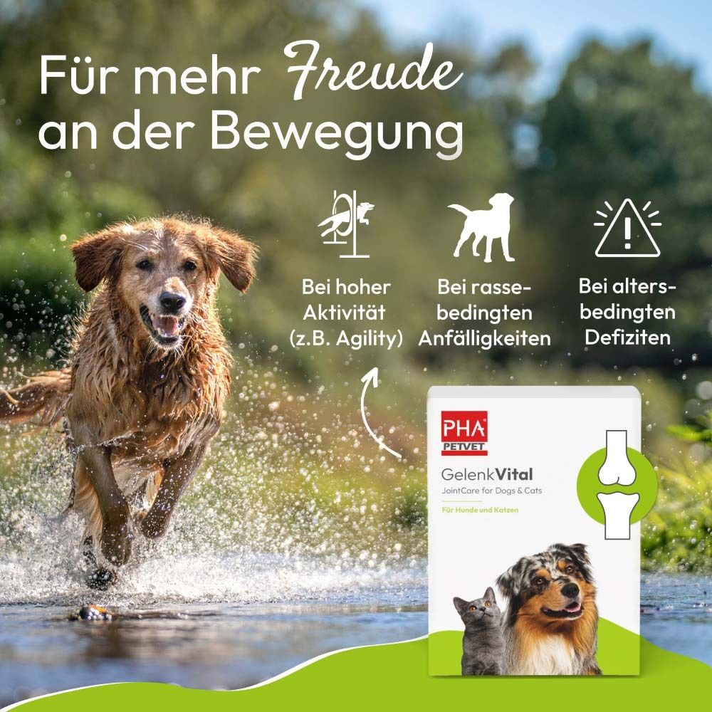 Werbebild mit Hund im Wasser und Text. Text: PHA Gelenk Vital, JointCare für Hunde & Katzen. Icons.