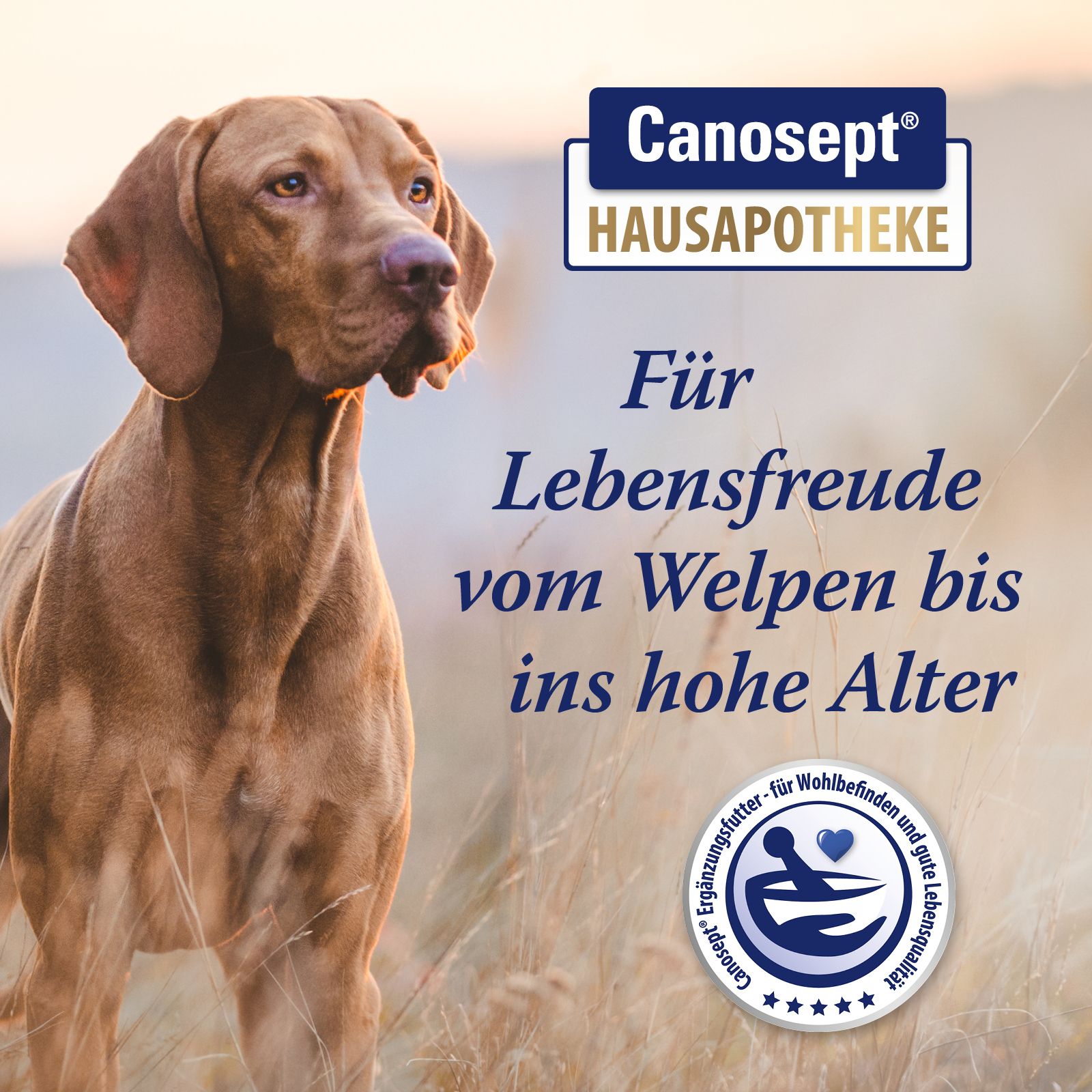 Canosept Logo. Hund im Feld. Text: Für Lebensfreude vom Welpen bis ins hohe Alter.