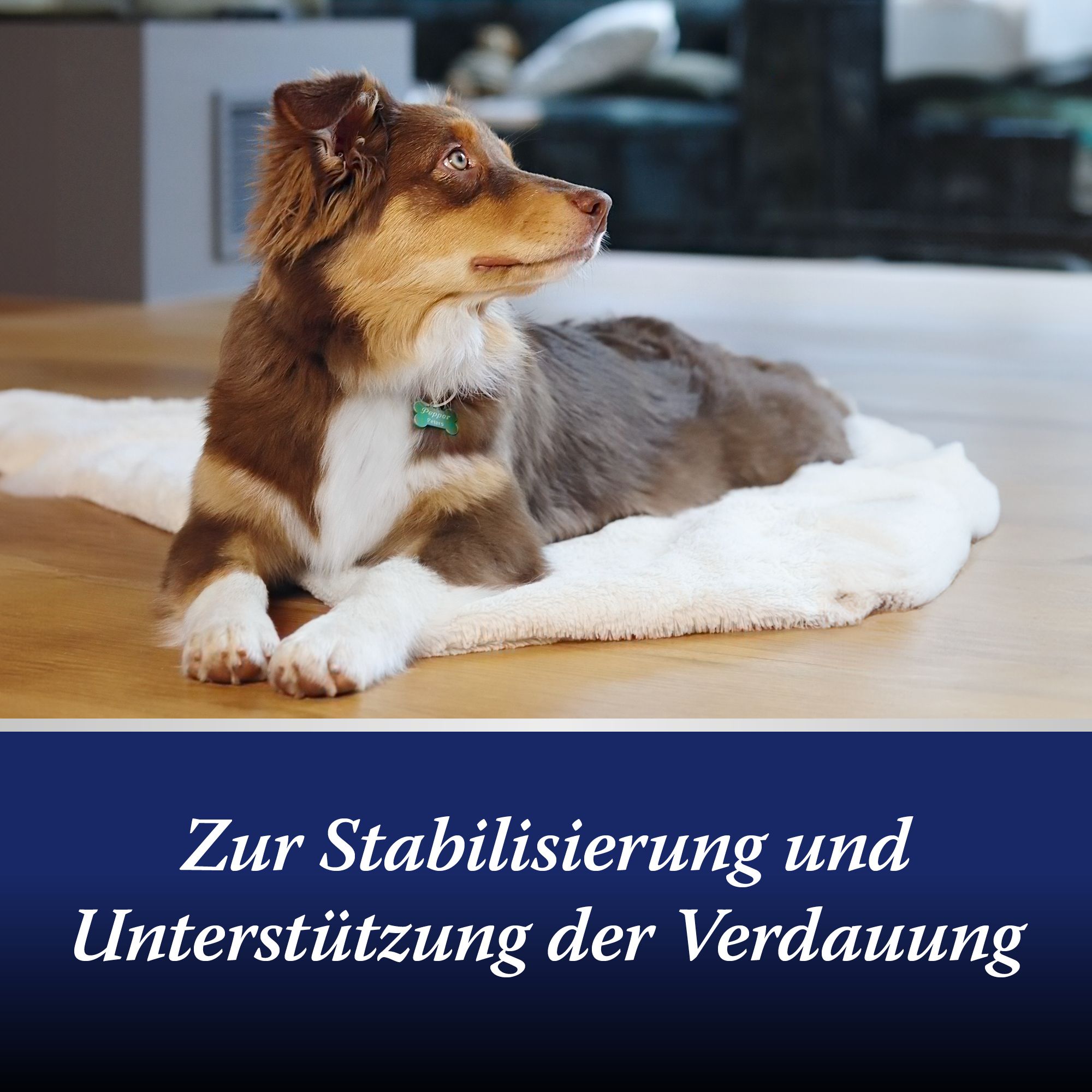 Hund liegt auf einem Teppich. Text: Zur Stabilisierung und Unterstützung der Verdauung.