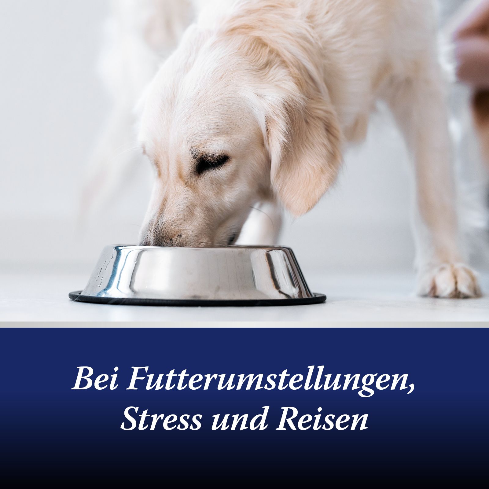 Hund isst aus einer Schüssel. Text: Bei Futterumstellungen, Stress und Reisen.