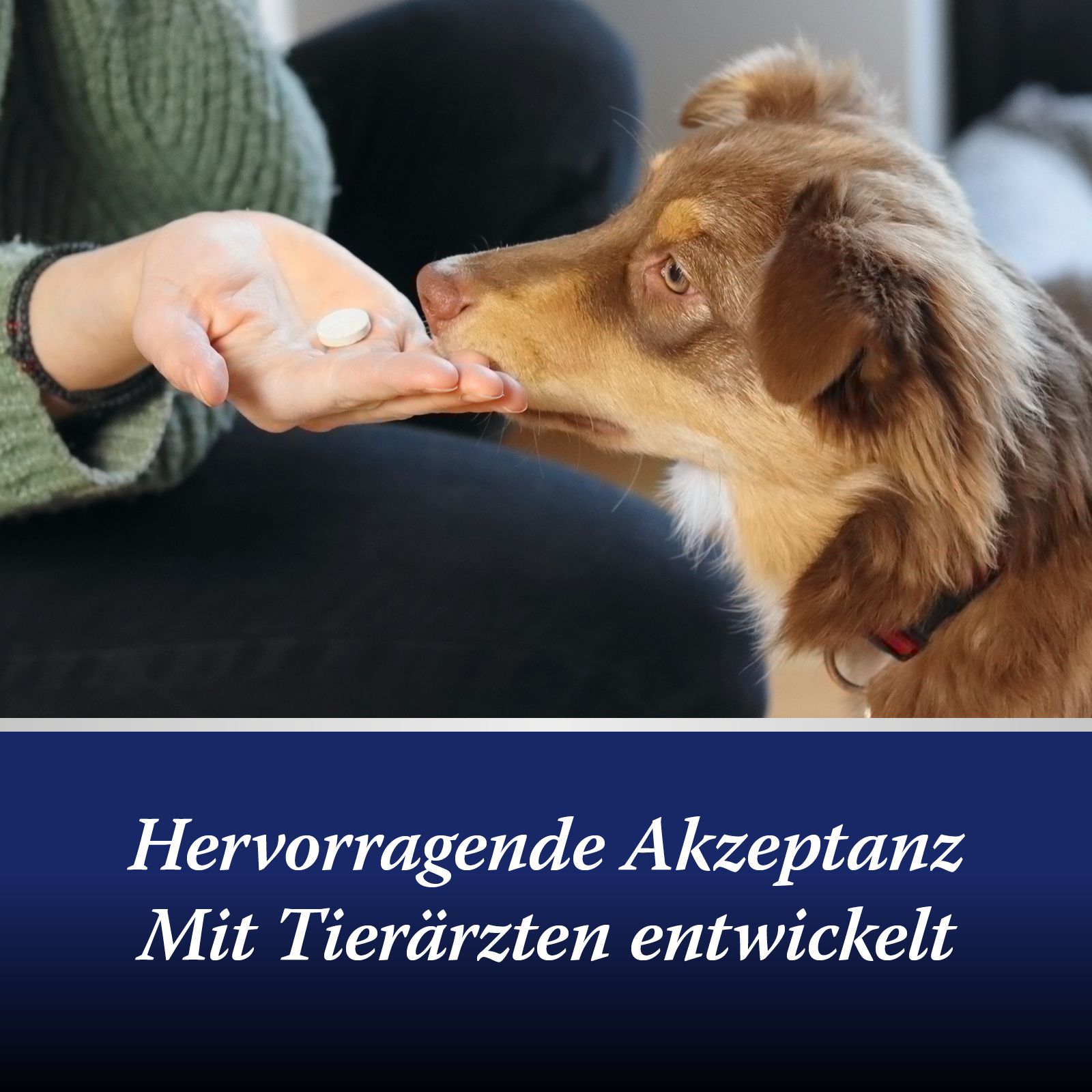 Hand gibt Hund Tablette. Text: Hervorragende Akzeptanz. Mit Tierärzten entwickelt.