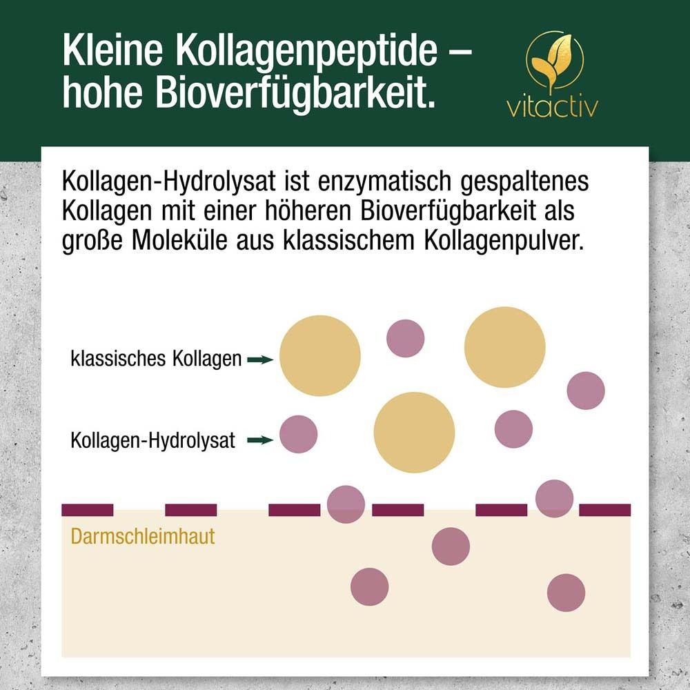 Grafik: Kollagenpeptide und Darm. Text: Kleine Kollagenpeptide – hohe Bioverfügbarkeit. Logo: Vitactiv.