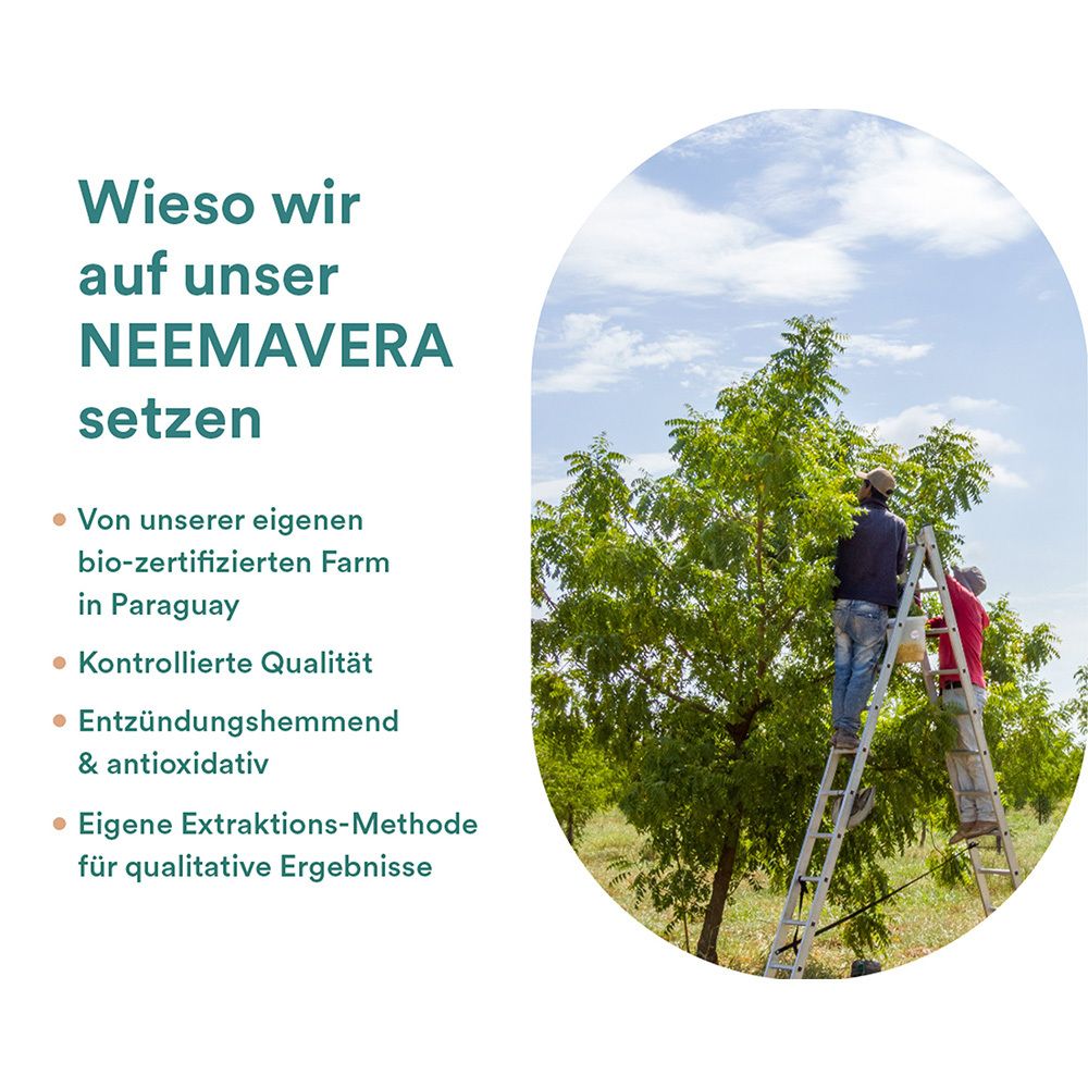 Zwei Personen ernten Blätter von einem Baum. Text: Neem, Bio-zertifizierte Farm, entzündungshemmend, Extraktionsmethode.