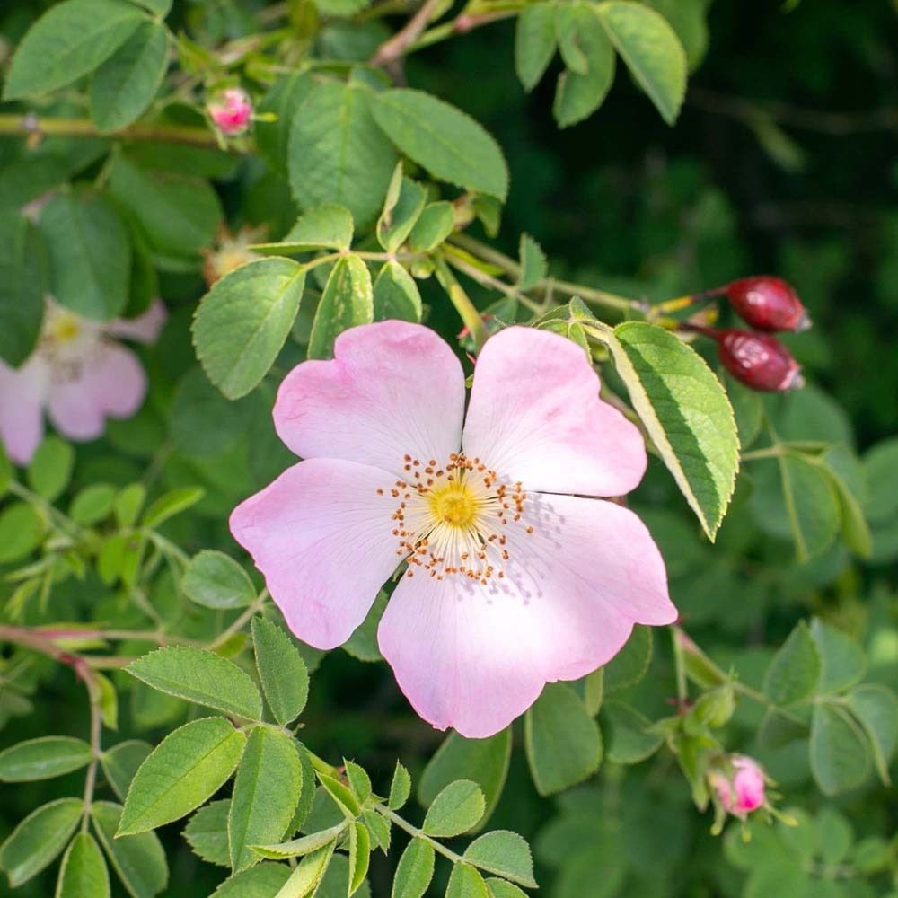 Nahaufnahme einer Wildrosenblüte mit Blättern und Hagebutten. Rosa Blütenblätter, gelbe Staubgefäße.