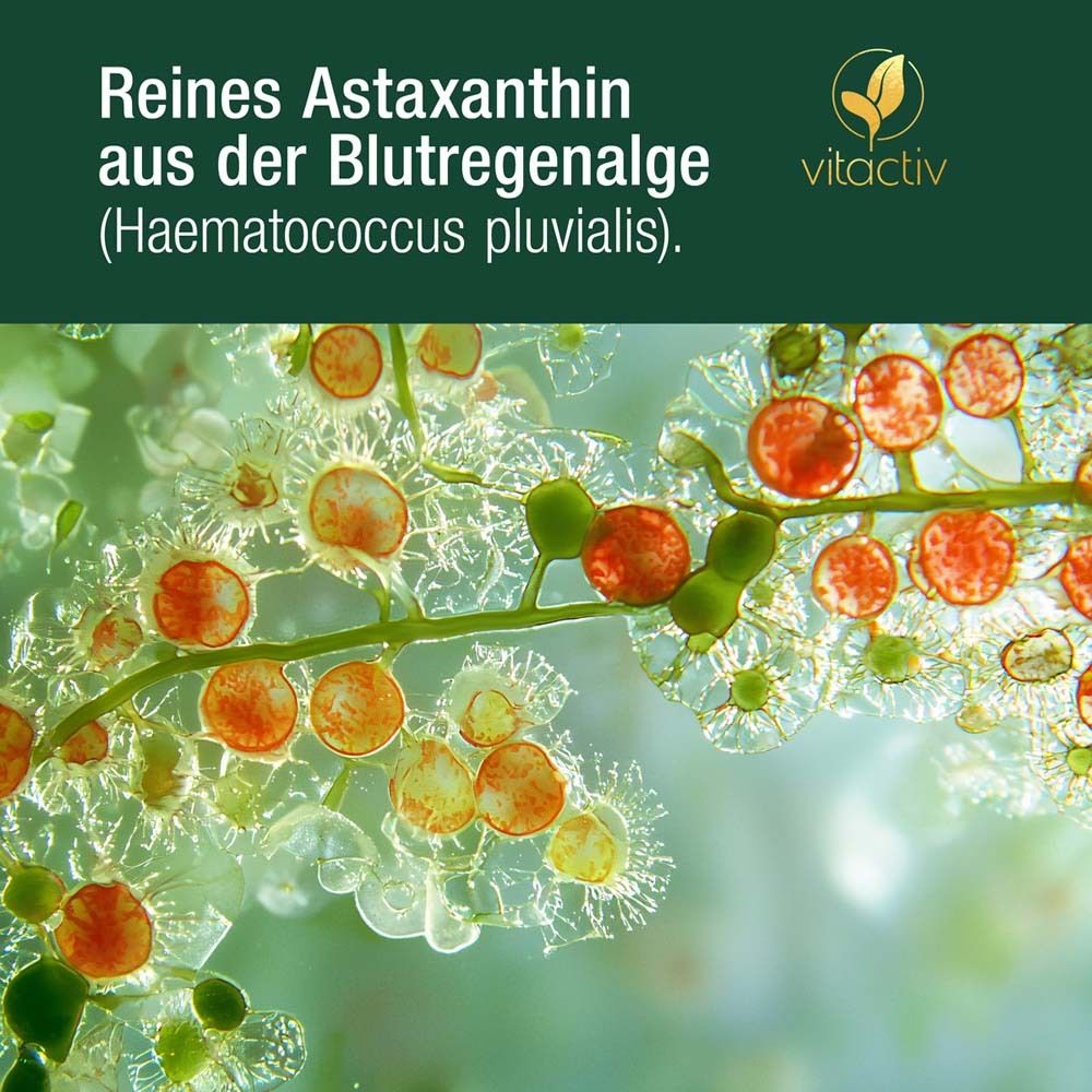 Mikroskopische Aufnahme von Haematococcus pluvialis Algen. Rote und grüne Zellen in transparenten Strukturen.