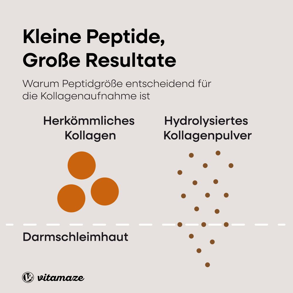 Infografik: Vergleich von Kollagen. Herkömmliches vs. hydrolysiertes Kollagenpulver. Marke Vitamaze.