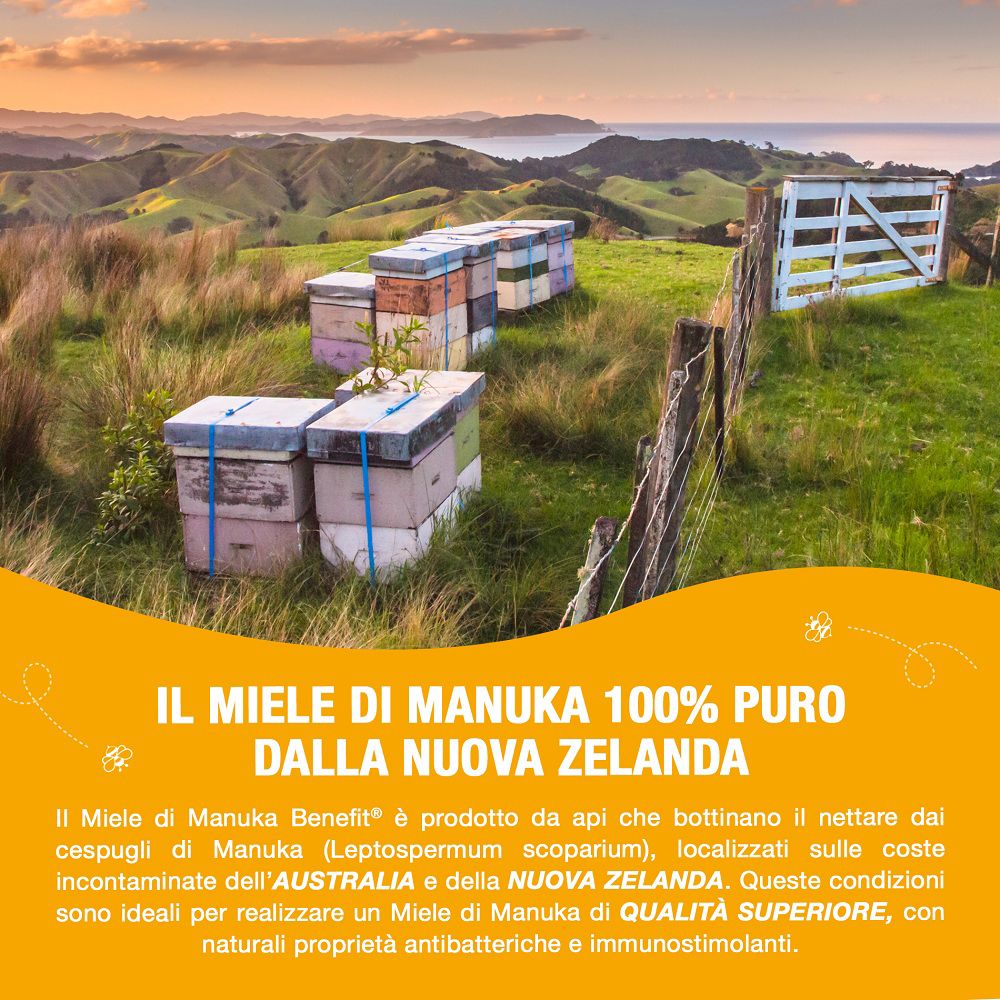 Manuka Bienenvölker in einer ländlichen Umgebung.