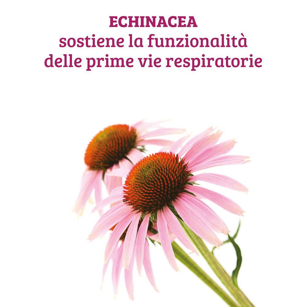 Zwei rosa Echina-Blüten auf weißem Hintergrund. Unterstützt die oberen Atemwege.