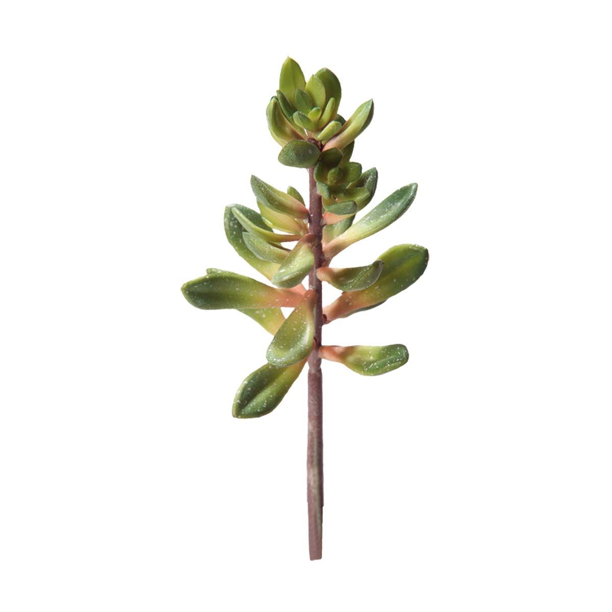 Hobby Kalanchoe 1 St