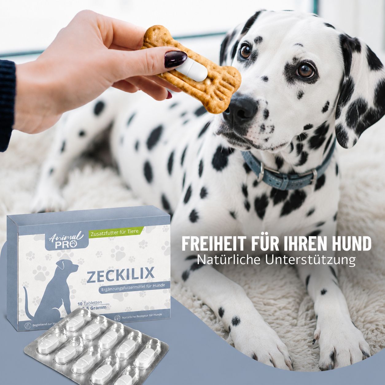 Dalmatiner-Hund frisst Tablette von einem Keks. Zeckilix Verpackung im Vordergrund.