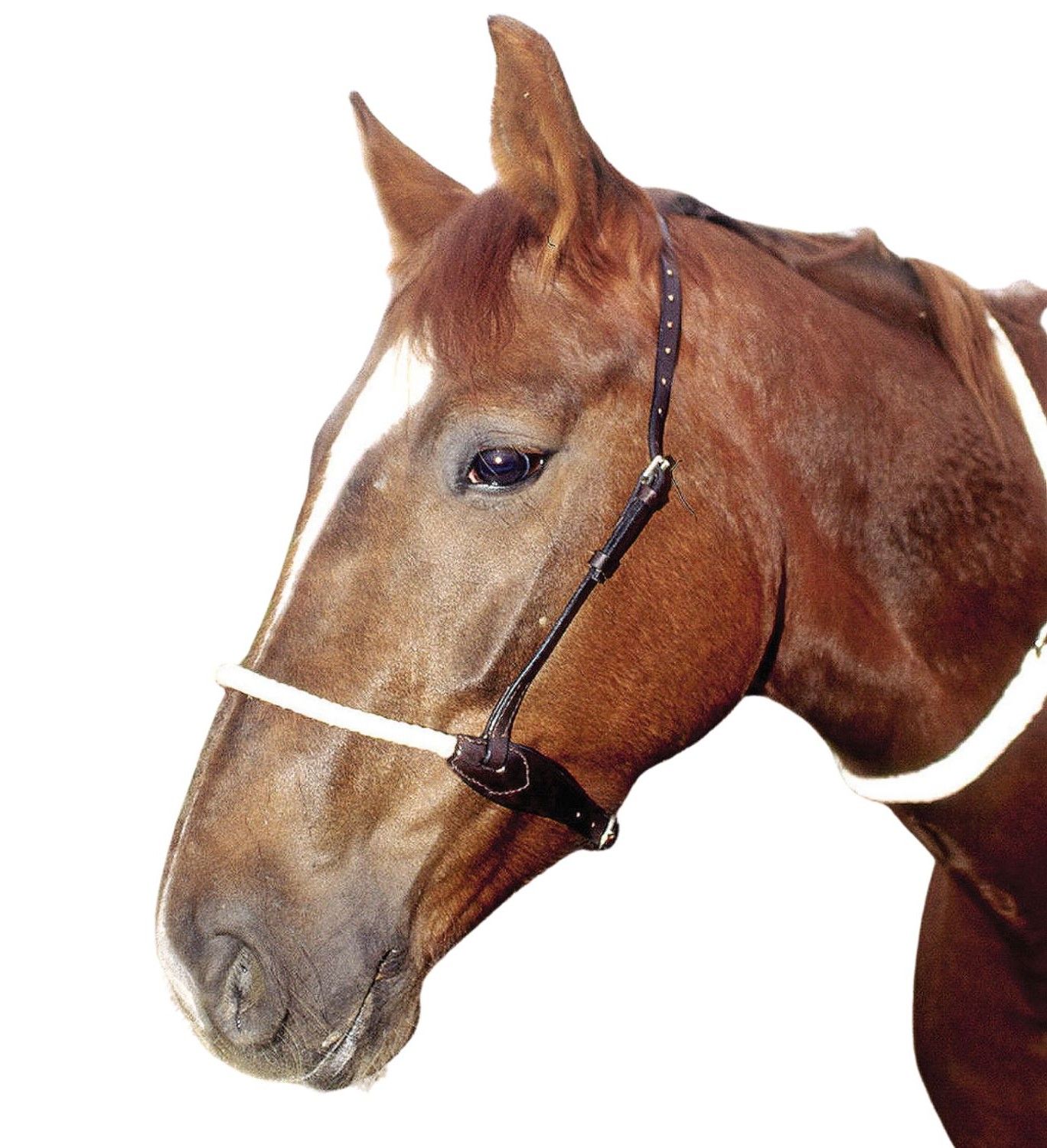 Pferdekopf mit AMKA Rope Reithalfter. Weißes Seil, braunes Leder. Nahaufnahme.