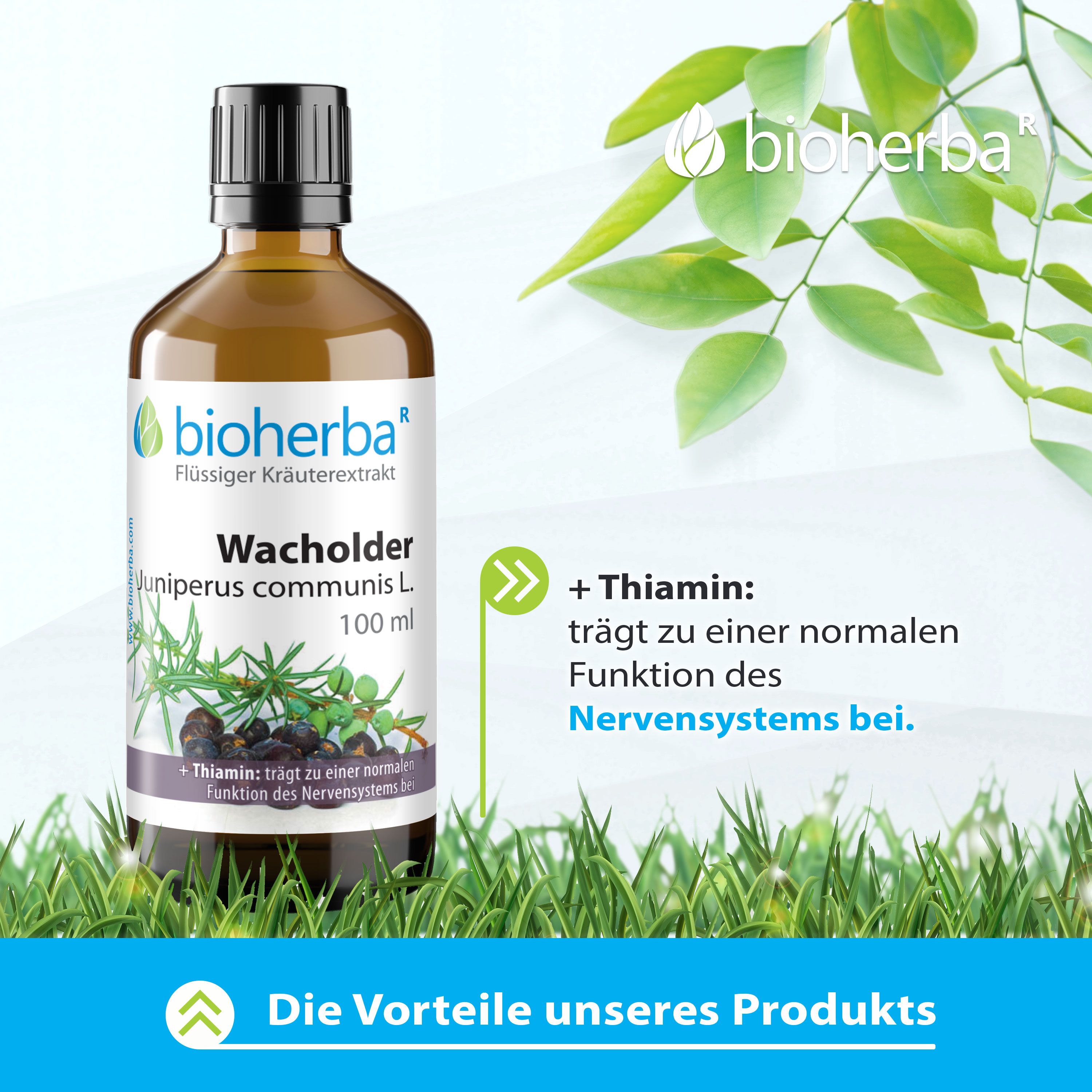 Braune Glasflasche mit schwarzem Deckel. Etikett: Bioherba Wacholder Tinktur, 100 ml. Abbildung von Wacholderbeeren und Zweig.