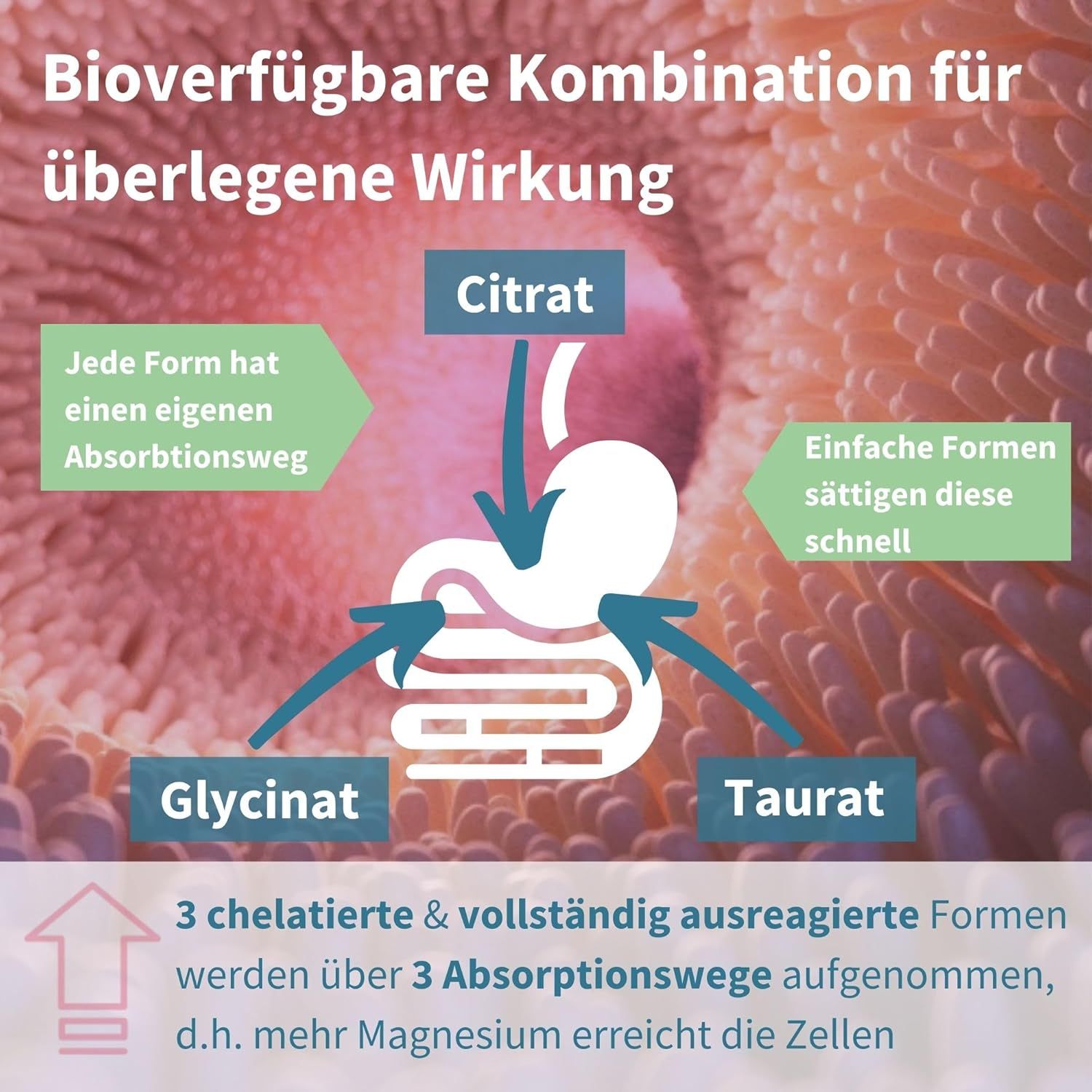 Igennus Triple Magnesium Komplex V2602-1200