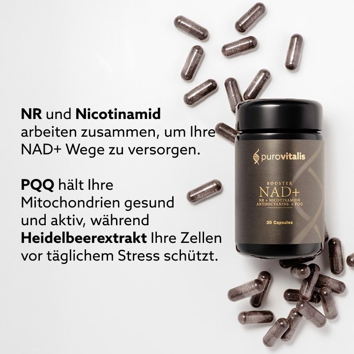 Dose und Kapseln auf weißem Hintergrund. Text: NR und Nicotinamid arbeiten zusammen. PQQ hält Mitochondrien gesund. Heidelbeerextrakt schützt.