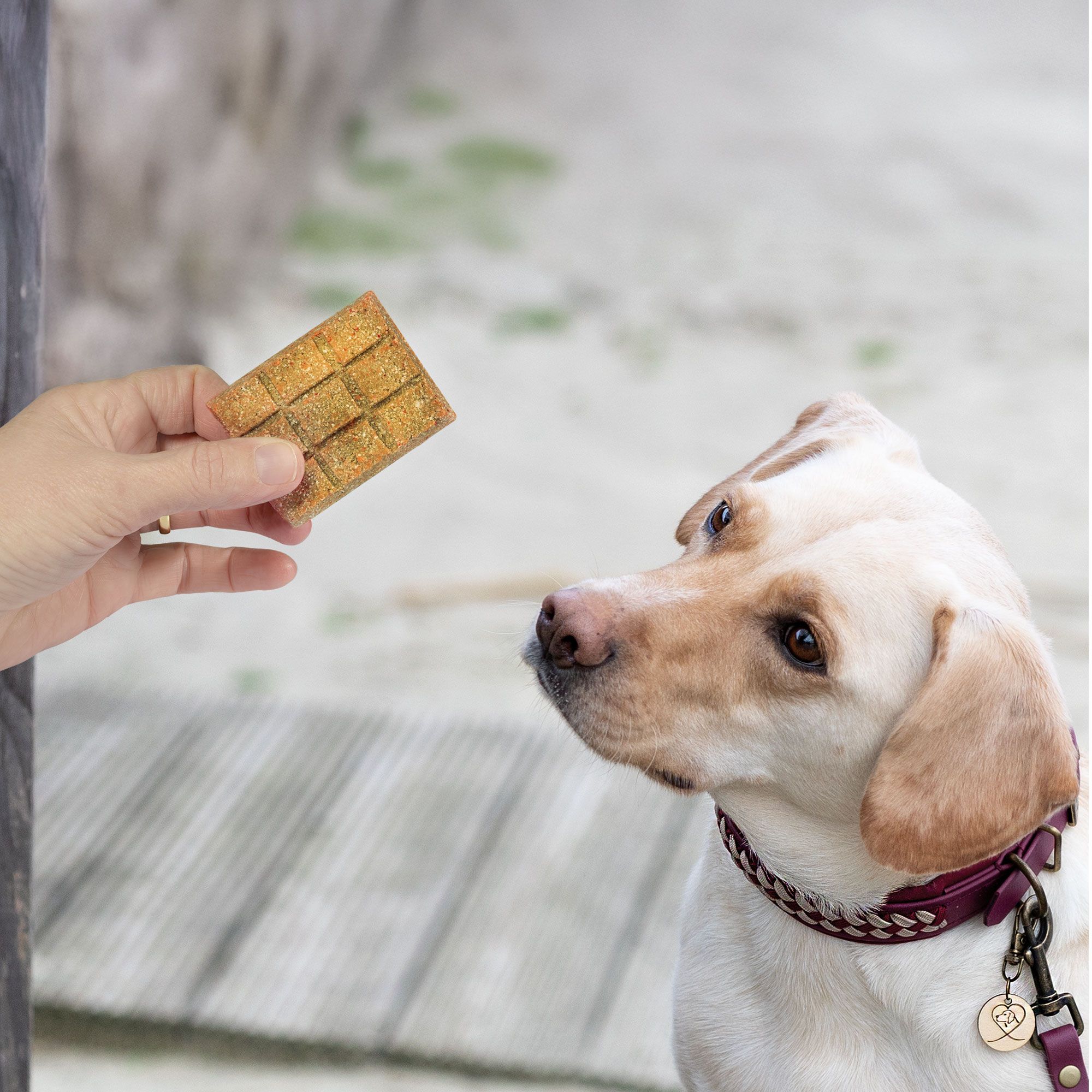 Hand hält Hundekuchen. Hund schaut erwartungsvoll. Hund trägt Halsband.