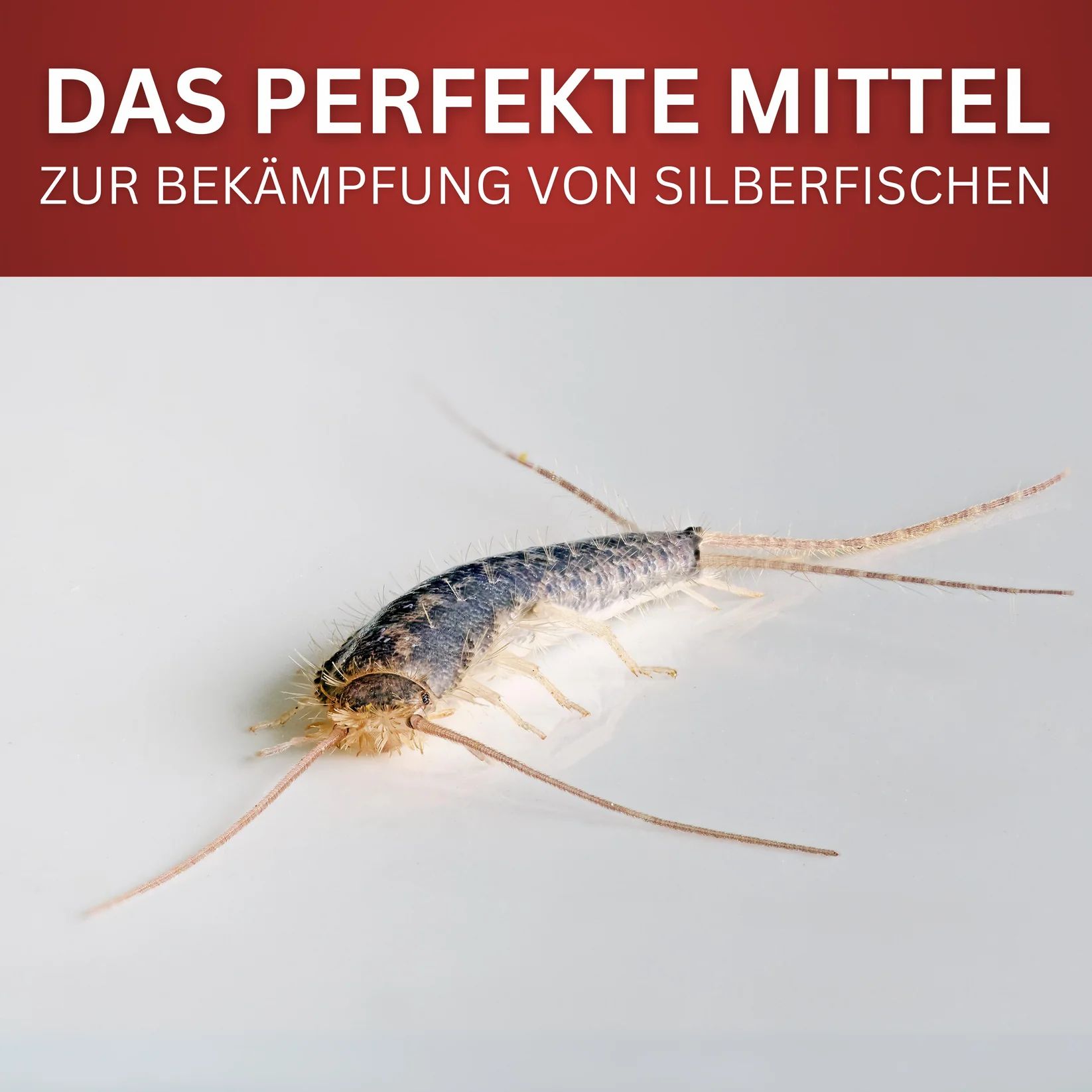Ein Silberfisch auf weißem Untergrund. Text: Das perfekte Mittel zur Bekämpfung von Silberfischen.