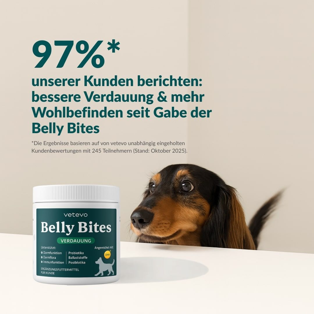 Produkt Belly Bites und Hund. Text: 97% der Kunden berichten bessere Verdauung & mehr Wohlbefinden. Hund blickt über Dose.