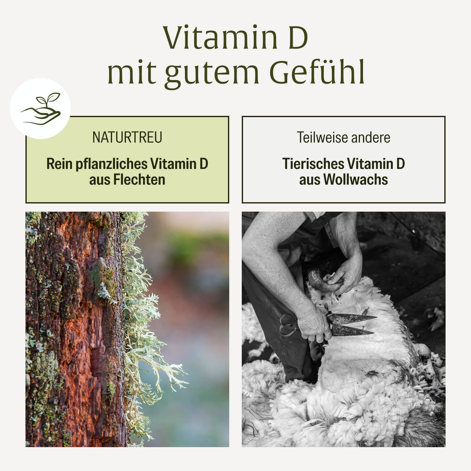 Vergleich von pflanzlichem Vitamin D aus Flechten und tierischem Vitamin D aus Lanolin.