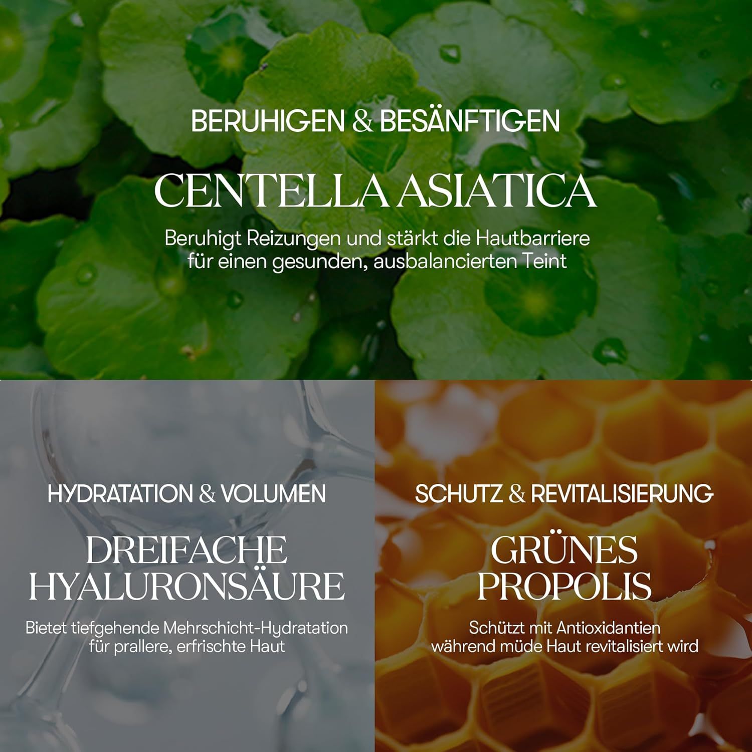 Nahaufnahme von Blättern. Text: Centella Asiatica, beruhigt und stärkt die Hautbarriere. Dreifache Hyaluronsäure, grünes Propolis.