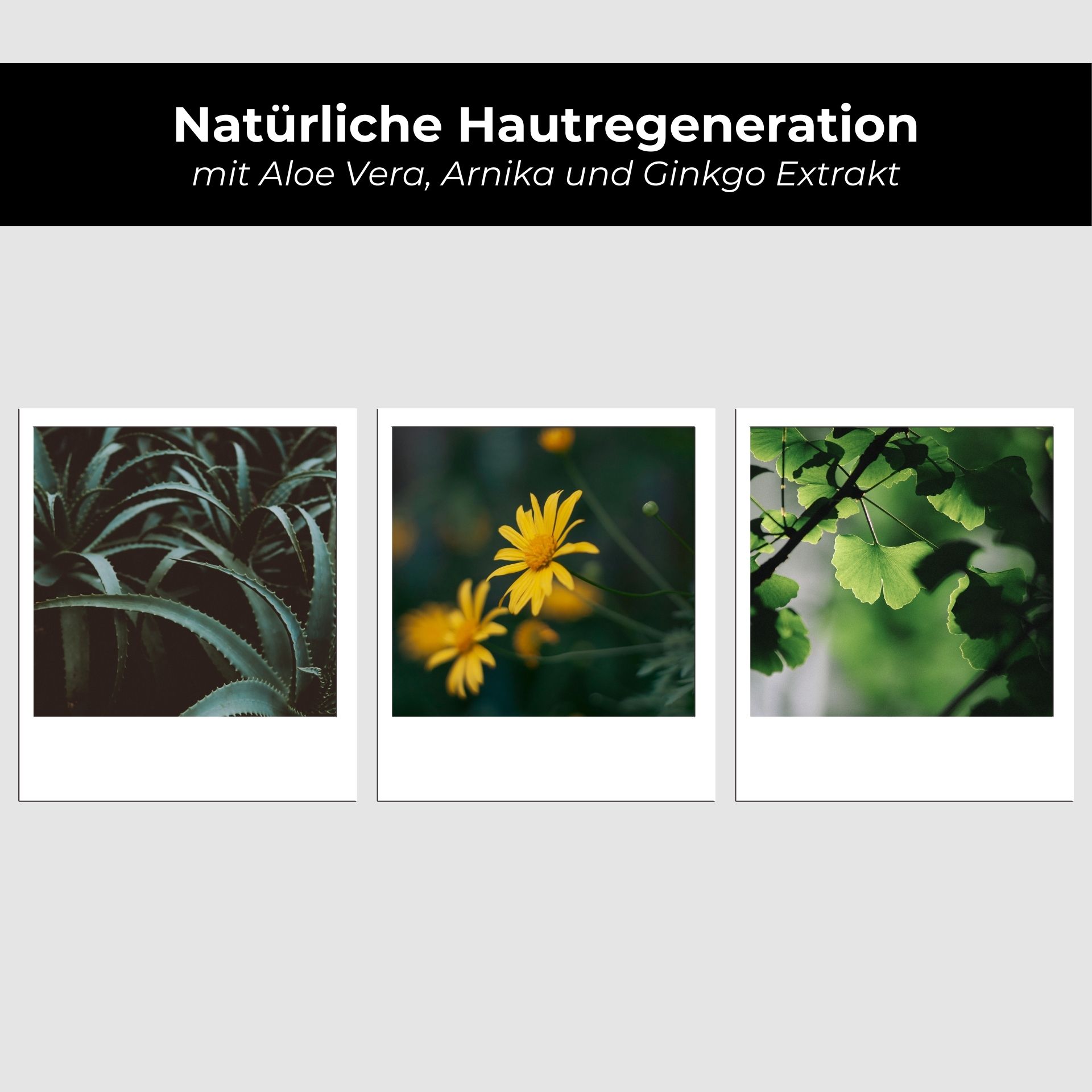 Drei Polaroid-Fotos: Aloe Vera, gelbe Blumen, Ginkgo-Blätter. Text: Natürliche Hautregeneration mit Aloe Vera, Arnika und Ginkgo.