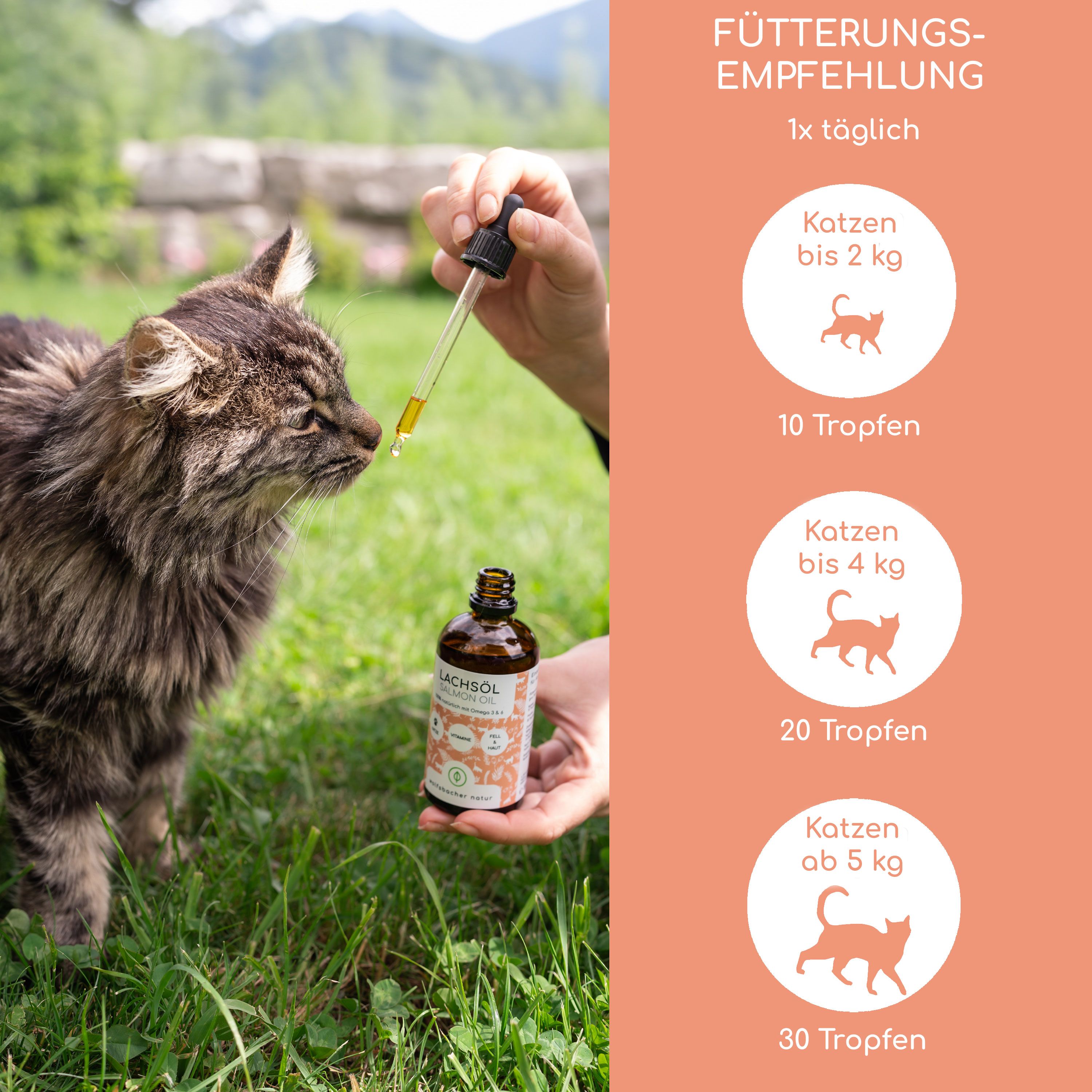 Pipette mit Lachsöl wird über einer Katze gehalten, daneben Fütterungsempfehlung.