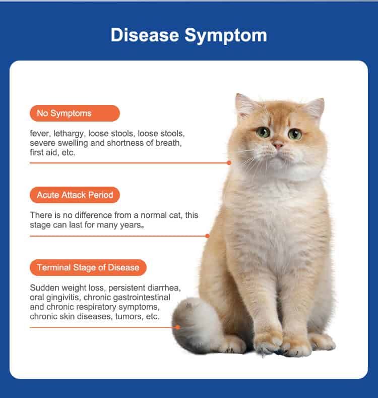 Informationen zu FIV-Symptomen bei Katzen, mit Bild einer Katze und Textbeschreibungen.