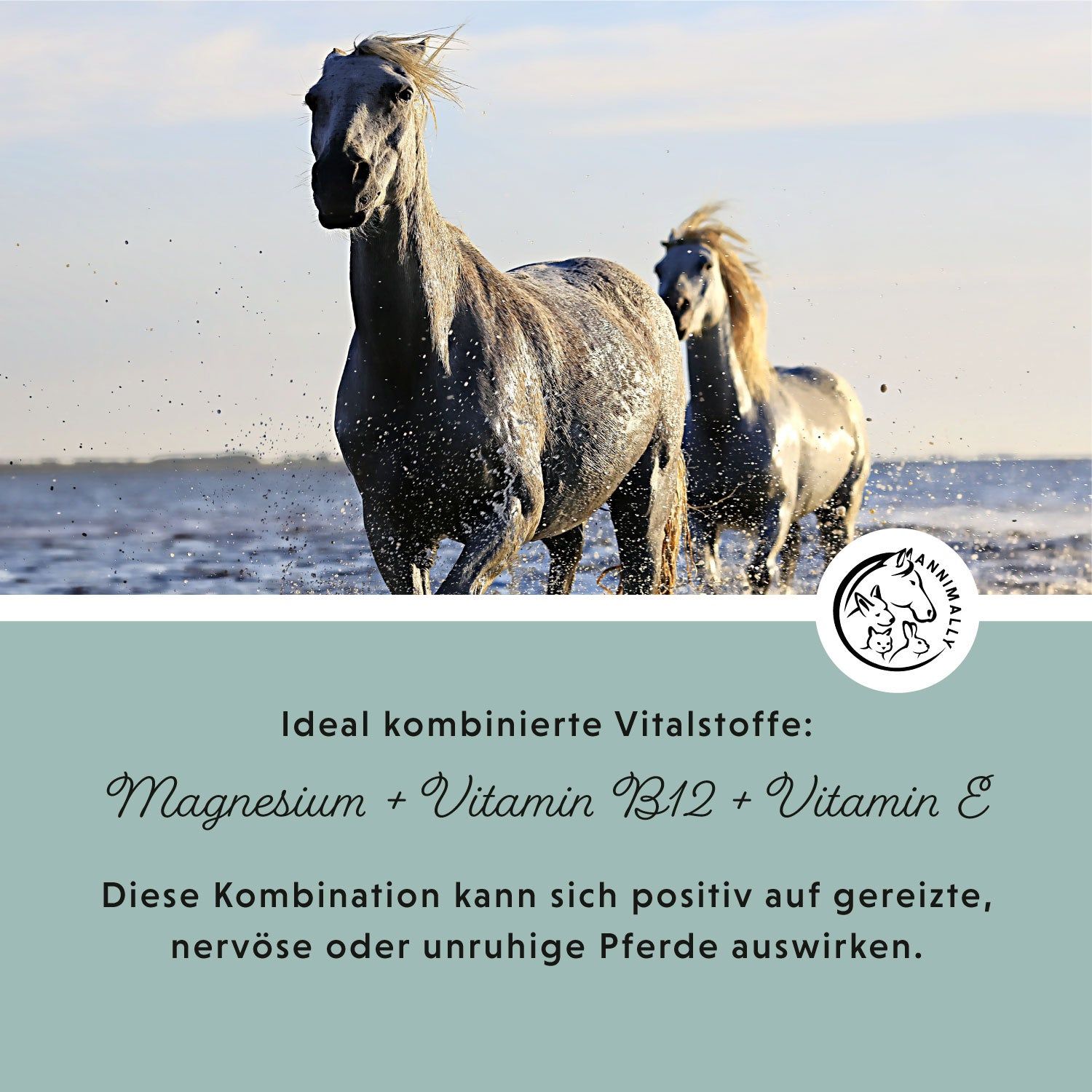 Zwei Pferde laufen im Wasser. Textfeld mit Text über Magnesium, Vitamin B12 & E. Logo mit Pferd und Kaninchen.