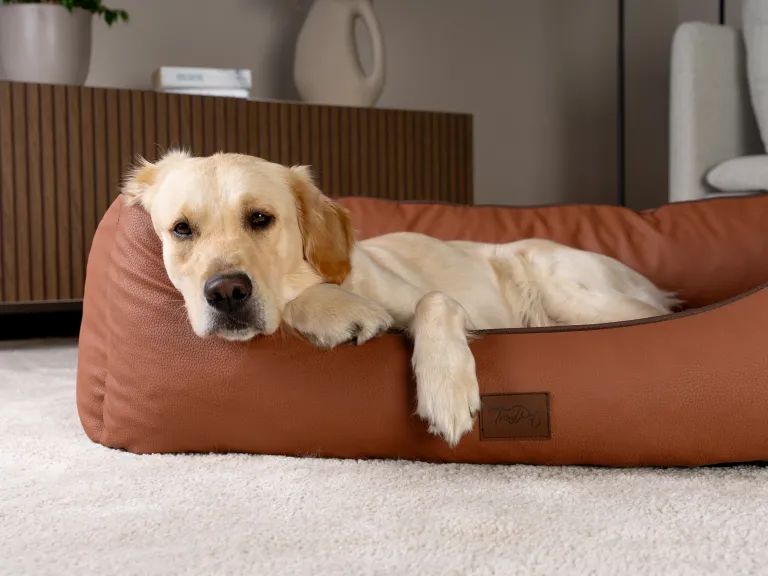 Hund liegt in braunem Kunstlederbett. Kleines Label. Hintergrund: Wohnzimmer mit Teppich und Möbeln.