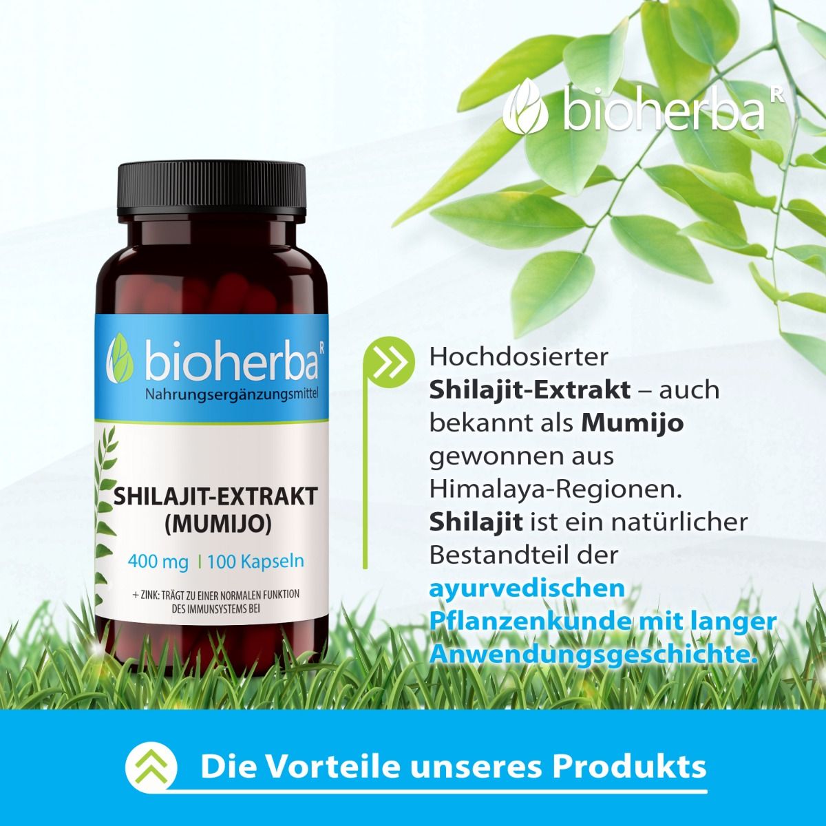 Braune Flasche mit schwarzen Deckel. Enthält Shilajit-Extrakt (Mumijo). Marke: bioherba. 400 mg | 100 Kapseln. Hintergrund mit Blättern.