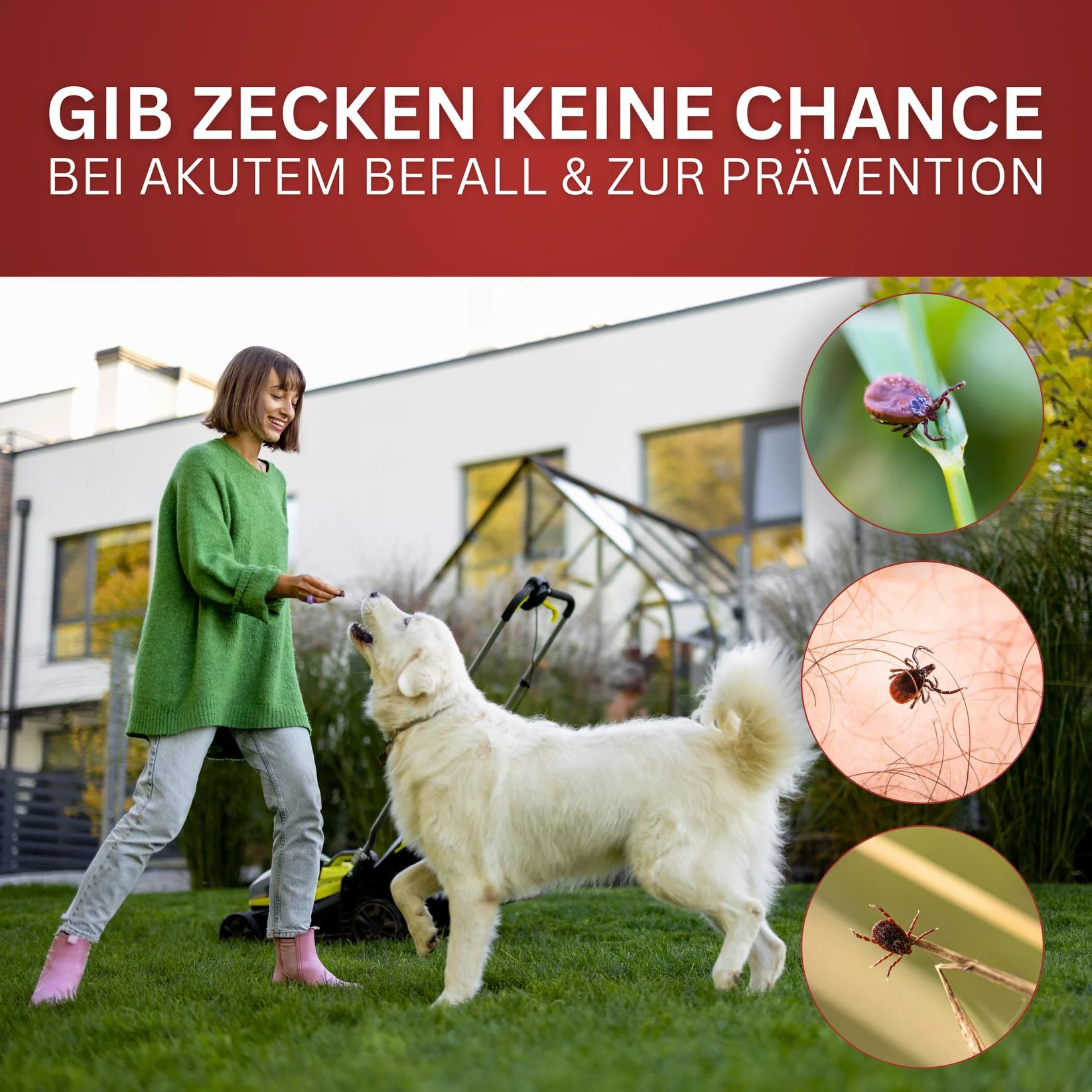 Frau und Hund im Garten. Drei Bilder von Zecken. Text: "GIB ZECKEN KEINE CHANCE BEI AKUTEM BEFALL & ZUR PRÄVENTION".
