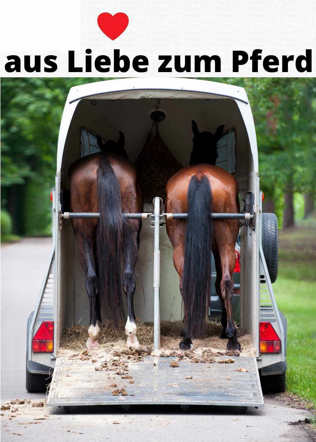 Zwei Pferde stehen in einem Pferdeanhänger. Der Anhänger ist offen. Der Text "aus Liebe zum Pferd" ist oben.