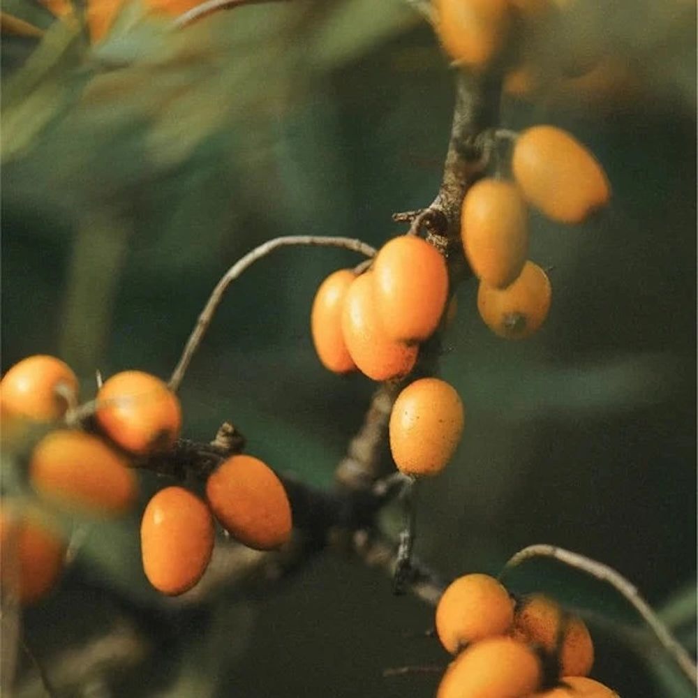 Zweig mit leuchtend orangen Sanddornbeeren.