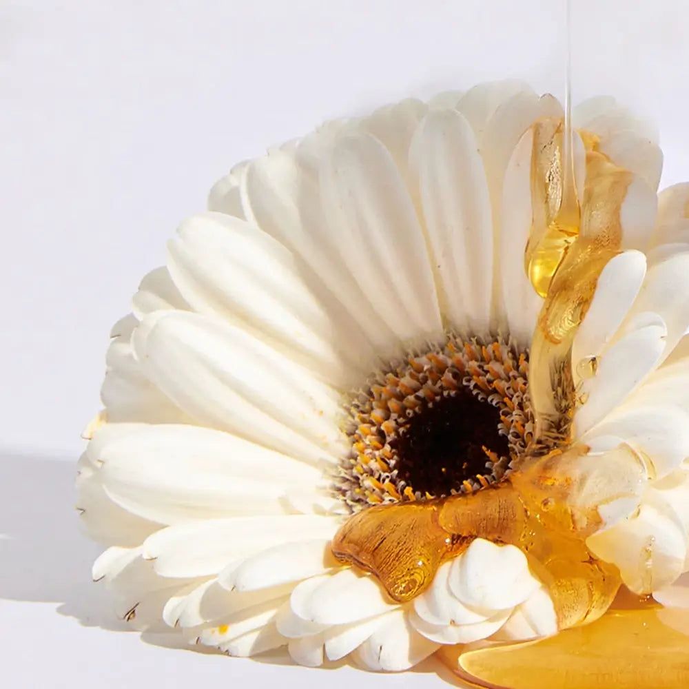 Weiße Blüte mit braunem Blütenzentrum. Goldfarbene Flüssigkeit fließt über die Blütenblätter. Auf weißem Hintergrund.