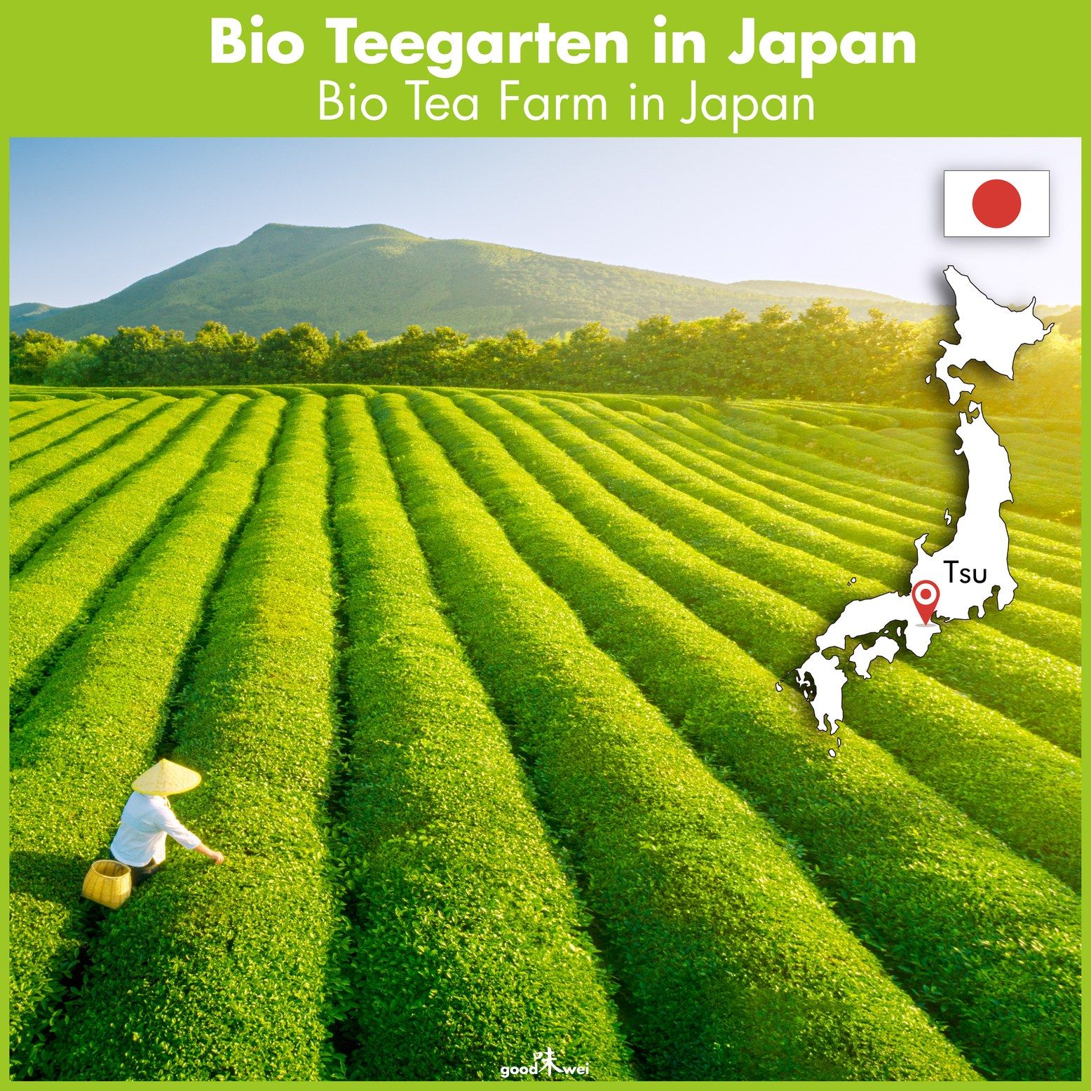 Landschaft mit Teeplantagen in Japan. Text: Bio Teegarten in Japan. Karte von Japan mit Markierung. Japanische Flagge.