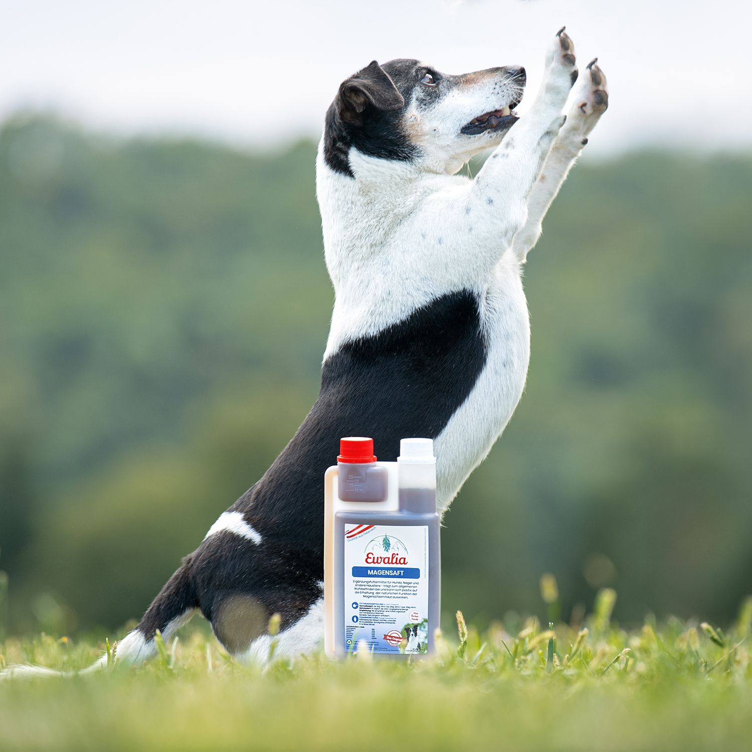 EWALIA Magensaft für Hunde