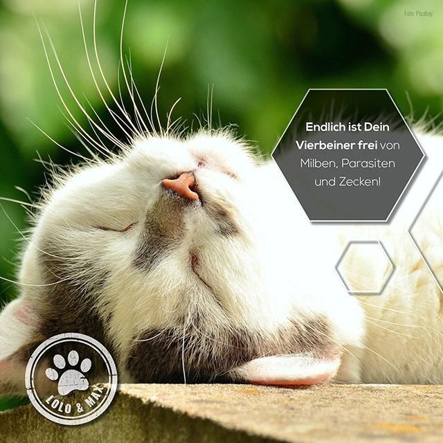 Eine Katze schläft. Text: "Endlich ist Dein Vierbeiner frei von Milben, Parasiten und Zecken!" und "Lolo & Max" Logo.