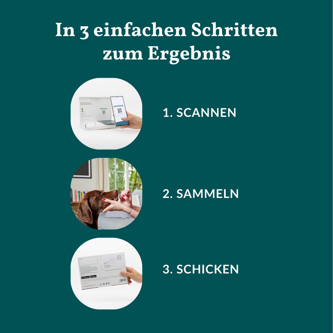 Schritte 1-3: DNA-Test für Hunde. Scannen, Sammeln, Schicken.